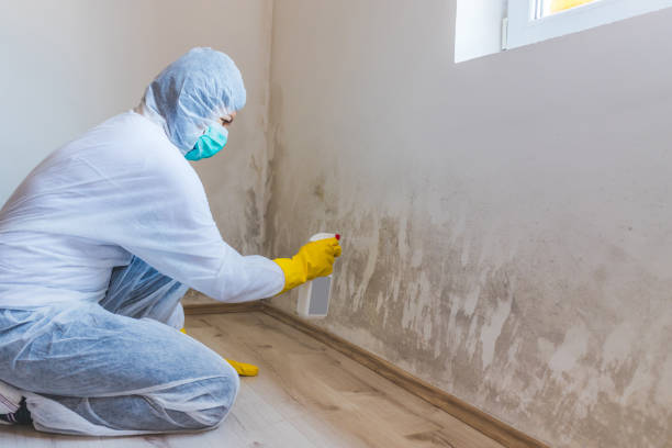 Licensed Black Mold Removal service in Columbia, PA - WQB Mold Removal